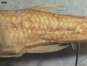 Media type: image; Ichthyology 32958